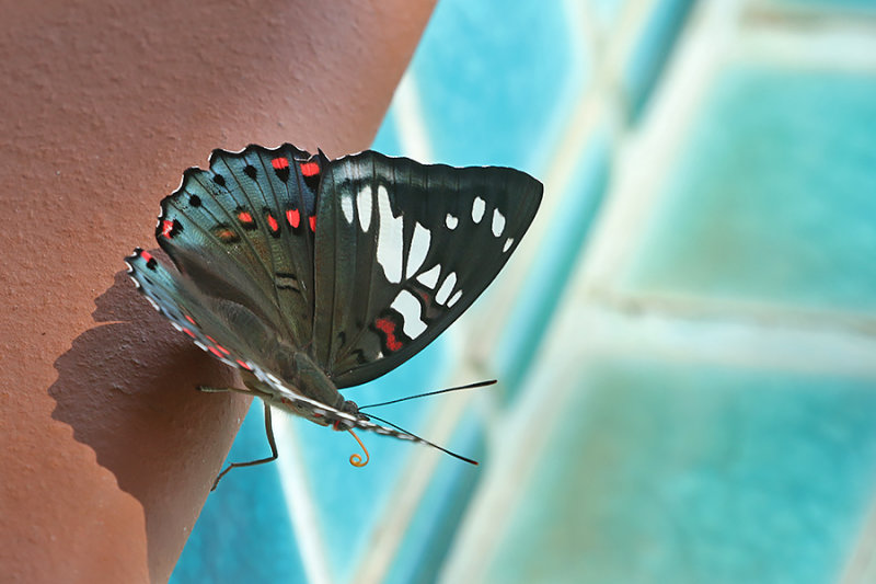 Gaudy Baron (Euthalia lubentina)