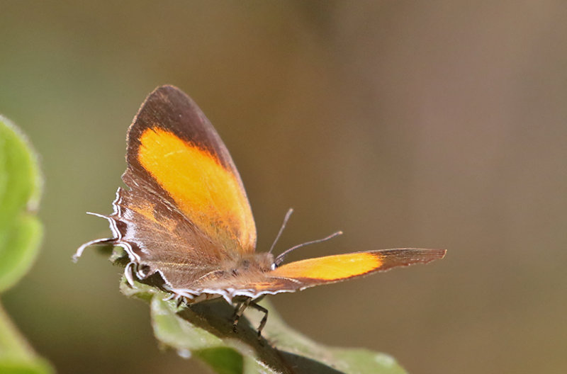 Common Posy Drupadia ravindra