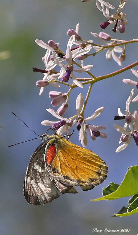 Red-spot Jezebel (Delias descombesi)