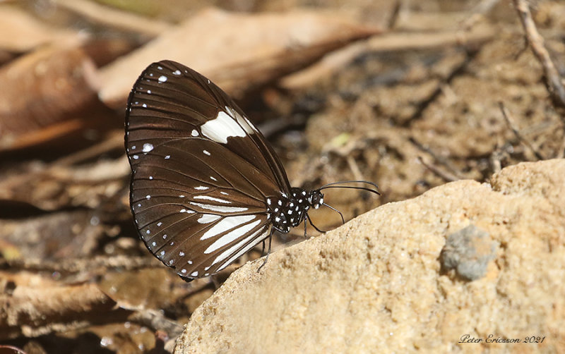 Magpie Crow Butterfly (Euploea radamanthus)