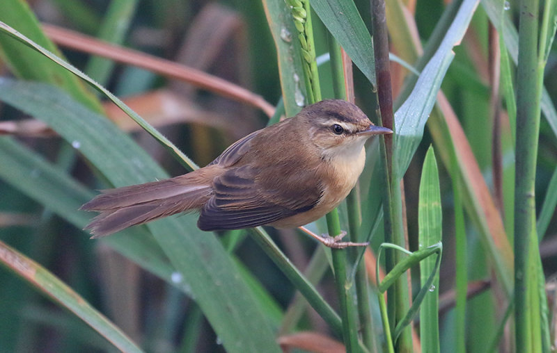 Manchurian Reed Warbler