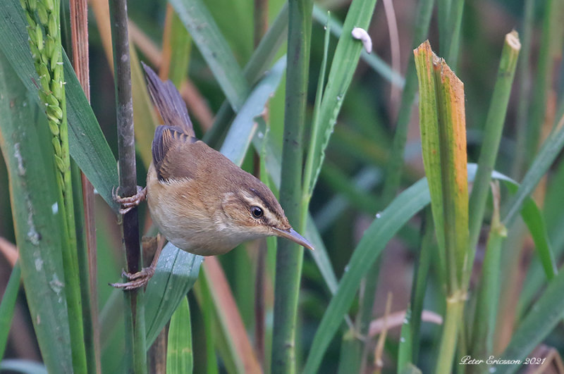 Manchurian Reed Warbler