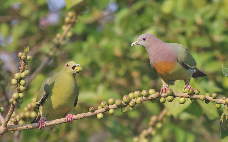 Pink-necked Pigeon