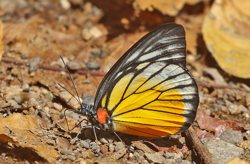 Redspot Sawtooth (Prioneris philonome)