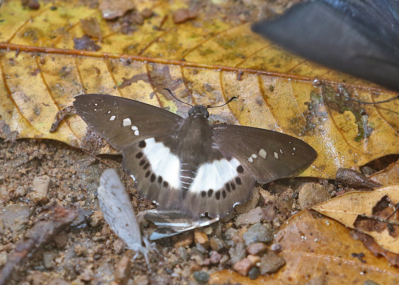Evans's White Flat (Seseria strigata)
