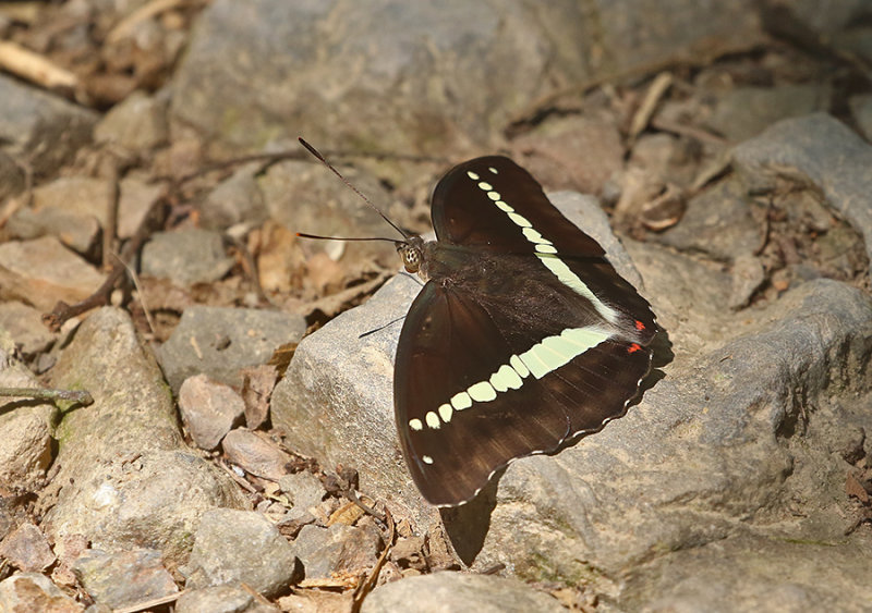 Red-spot Marquis (Euthalia recta monilis)