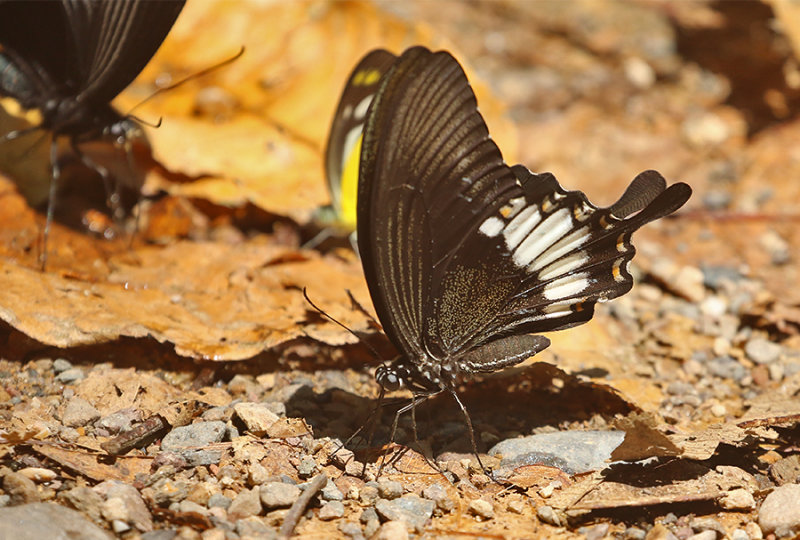 Banded Mormon (Papilio pitmani)