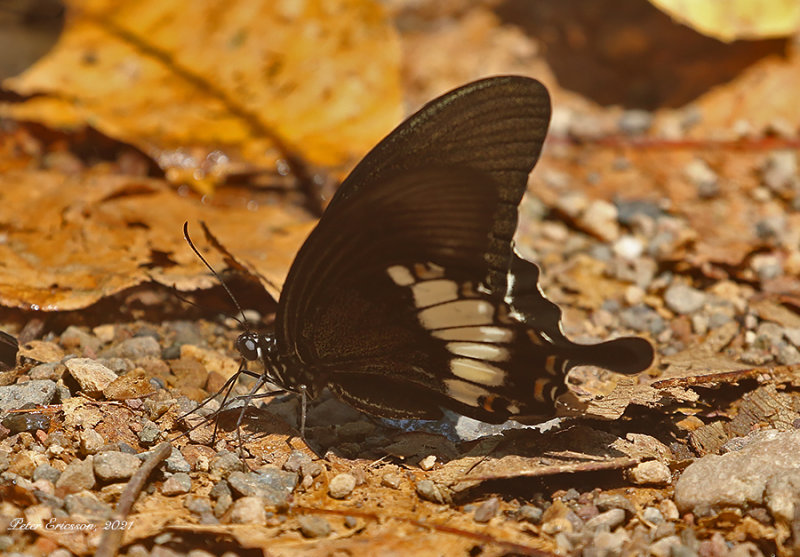 Banded Mormon (Papilio pitmani)
