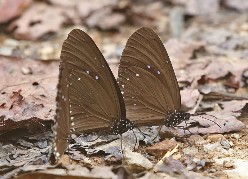 Plain Blue Crow (Euploea modesta)