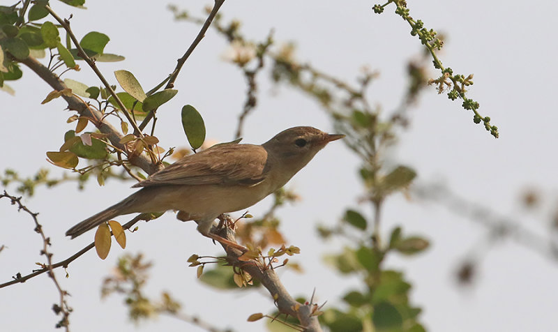 Booted Warbler