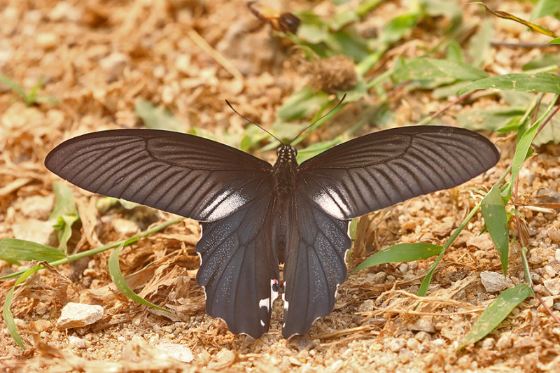 Redbreast Swallowtail (Papilio alcmenor leucocelius)
