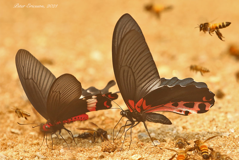 Redbreast Swallowtail (Papilio alcmenor)