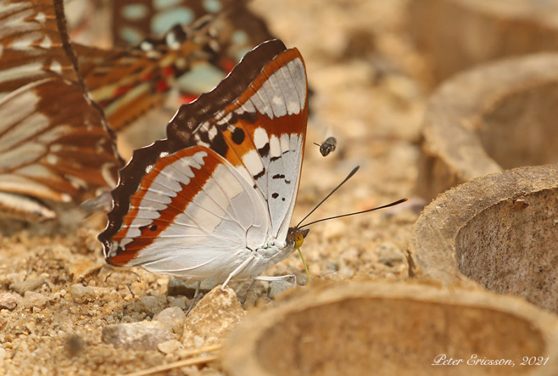 Indian Purple Emperor (Mimathyma ambica)