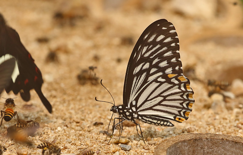 Common Mime Swallowtail (Papilio clytia)