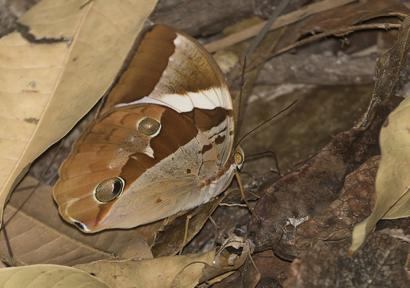 Tufted Jungle King (Thauria aliris)