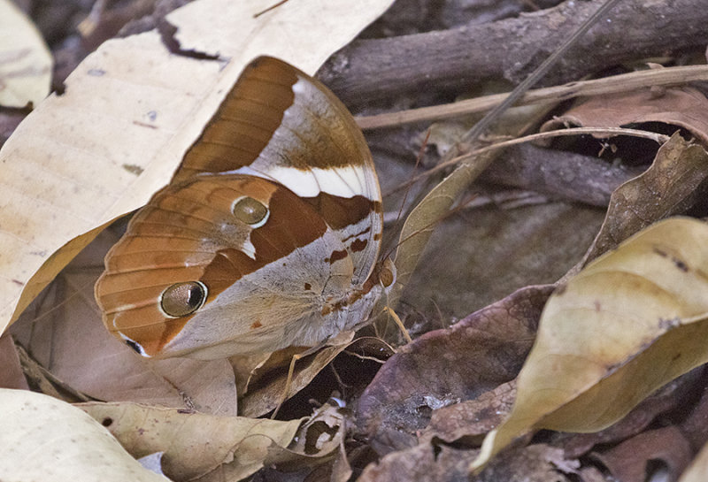 Tufted Jungle King (Thauria aliris)