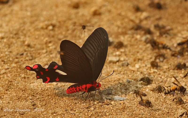 Common Windmill (Byasa polyeuctes)