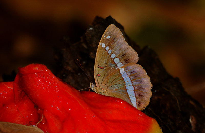 Red-spot Marquis (Euthalia recta monilis)