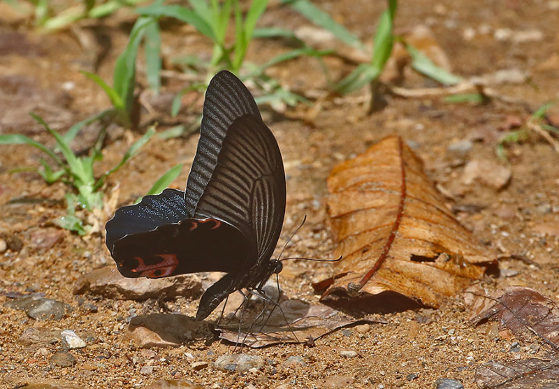 Spangle Swallowtail (Papilio protenor)