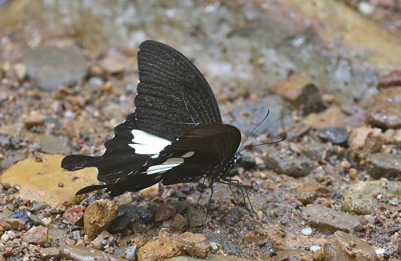 Black and White Helen  (Papilio nephelus chaon)