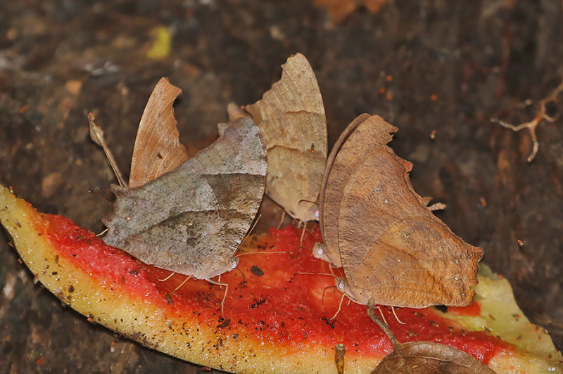 Great Evening Brown (Melanitis zitenius)