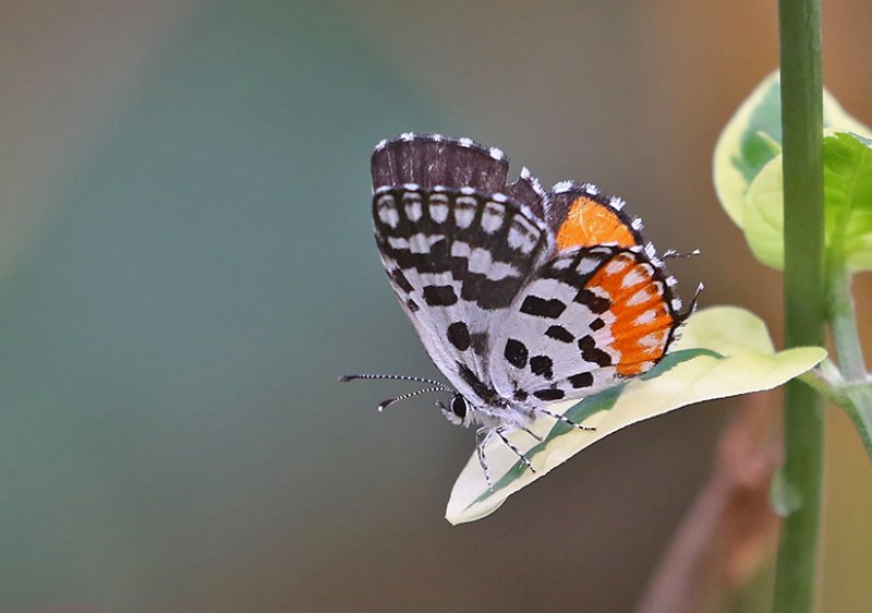 Red Pierrot (Talicada nyseus)