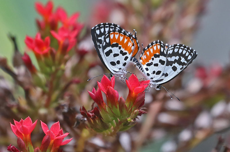 Red Pierrot (Talicada nyseus)