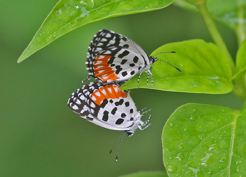 Red Pierrot (Talicada nyseus)