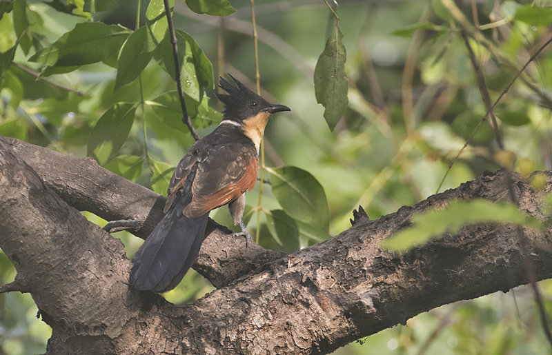Chestnut-winged Cuckoo
