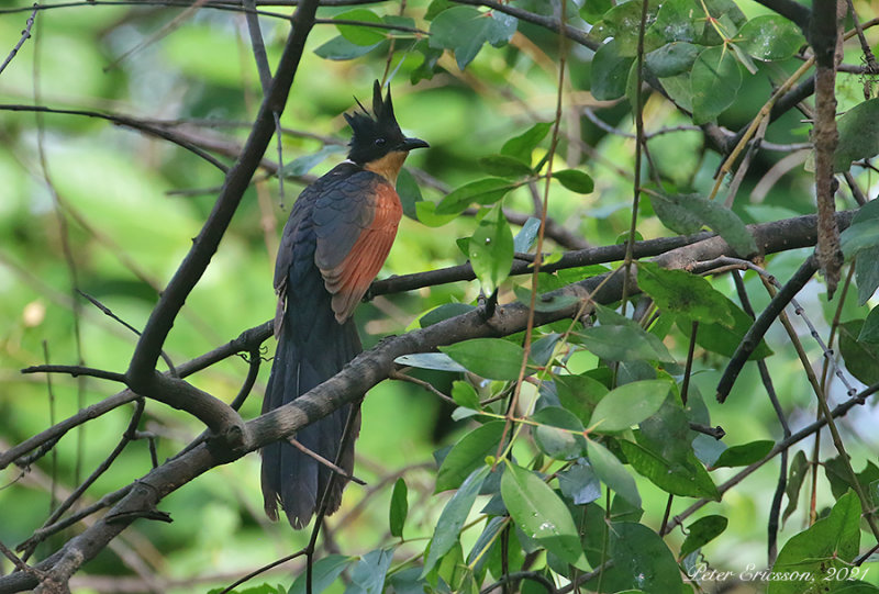 Chestnut-winged Cuckoo