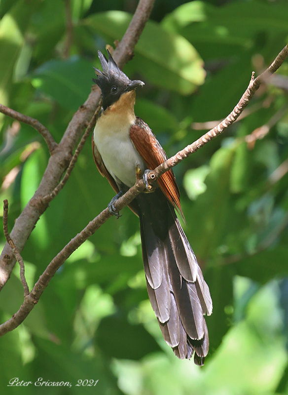 Chestnut-winged Cuckoo