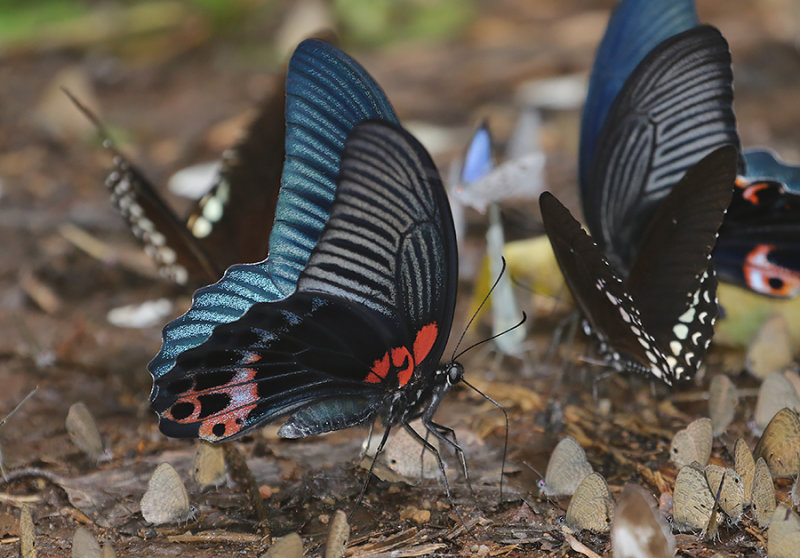 Great Mormon Swallowtail (Papilio memnon)