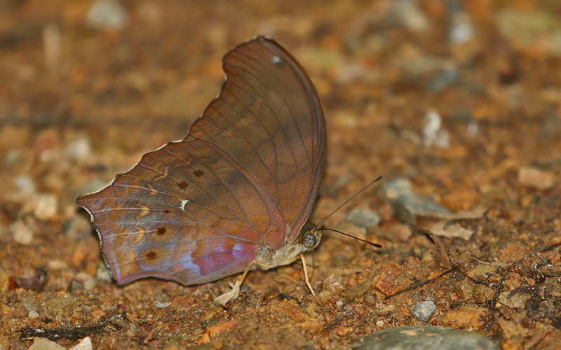 Malayan Assyrian (Terinos clarissa)