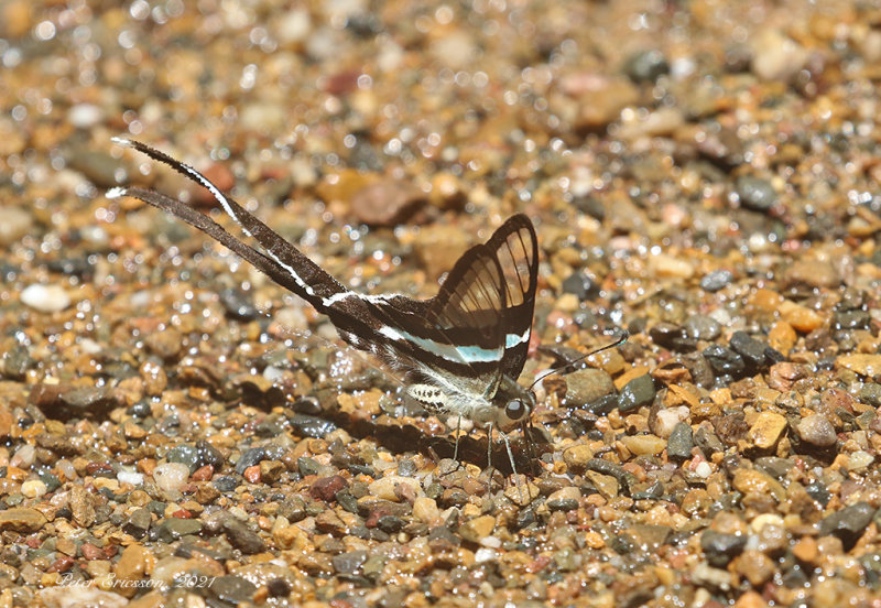 Green Dragontail Butterfly (Lamproptera meges)