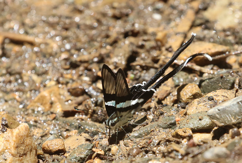 Green Dragontail Butterfly (Lamproptera meges)
