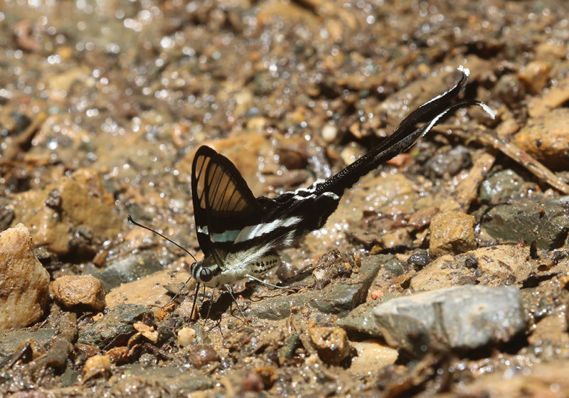 Green Dragontail Butterfly Lamproptera meges