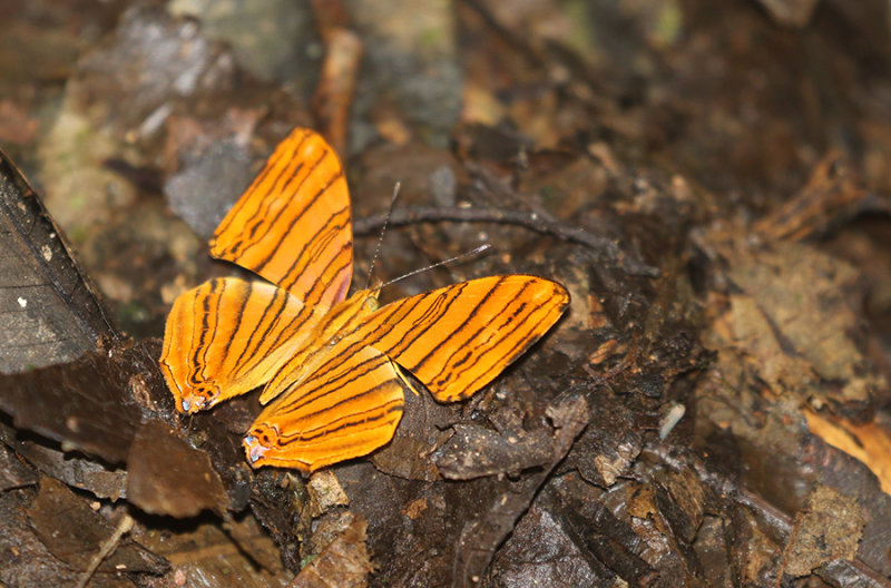 Common Maplet (Chersonesia risa)