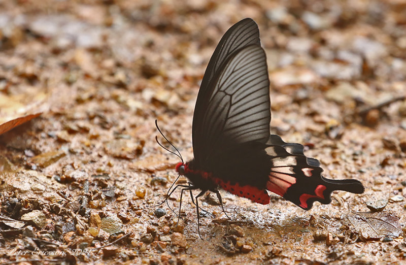 Adamson's Rose (Byasa adamsoni)