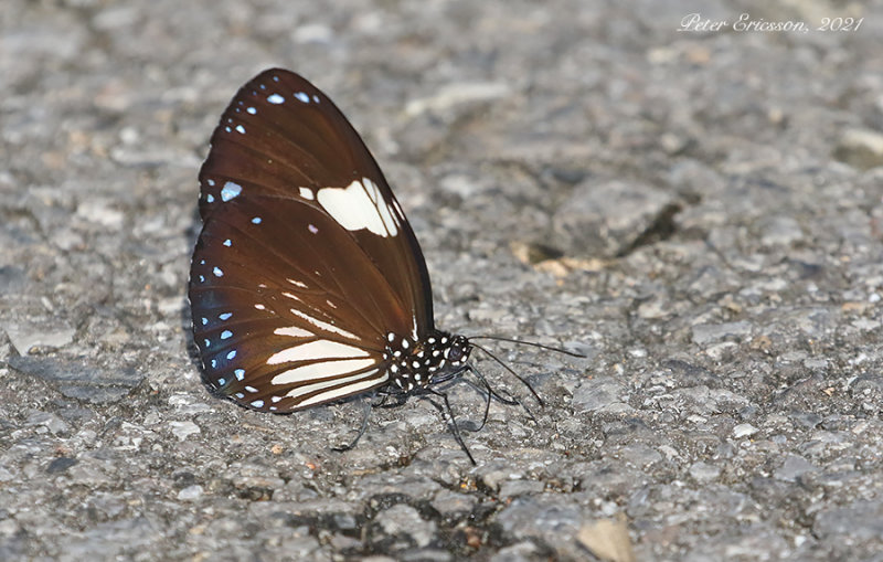 Magpie Crow Butterfly (Euploea radamanthus)