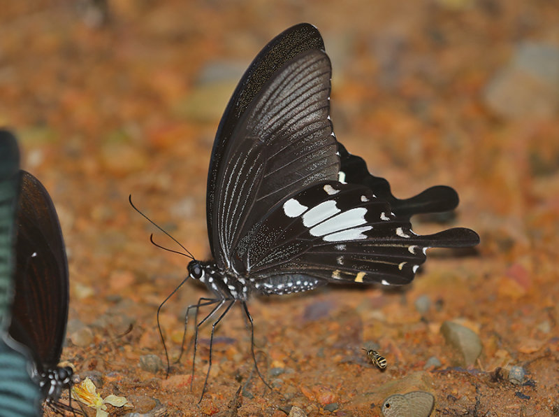 Black-and-white Helen Swallowtail (Papilio nephelus)