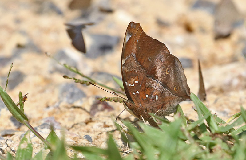 Autumn Leaf (Doleschallia bisaltide)