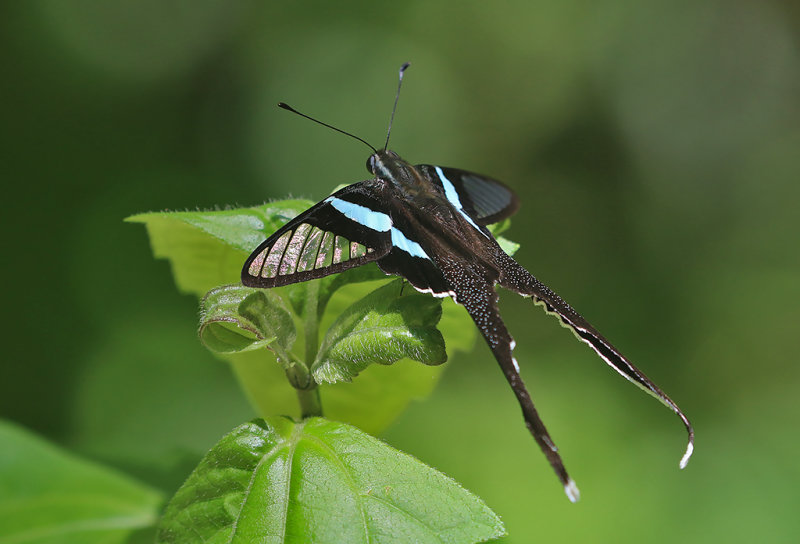 Green Dragontail Butterfly (Lamproptera meges)