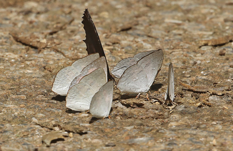 Sumatran Sunbeam (Curetis saronis)