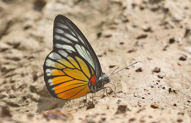 Redspot Sawtooth (Prioneris philonome)