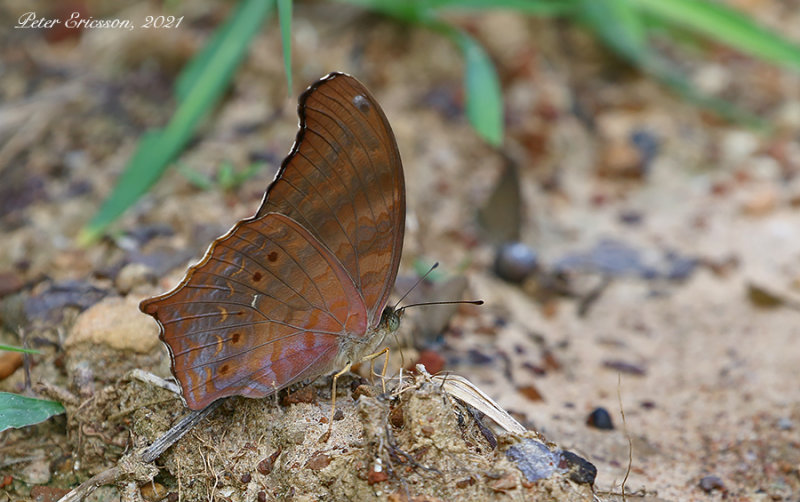 Malayan Assyrian (Terinos clarissa)