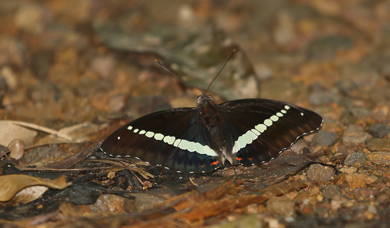 Red-spot Marquis (Euthalia recta monilis)