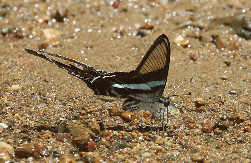 Green Dragontail Butterfly (Lamproptera meges)