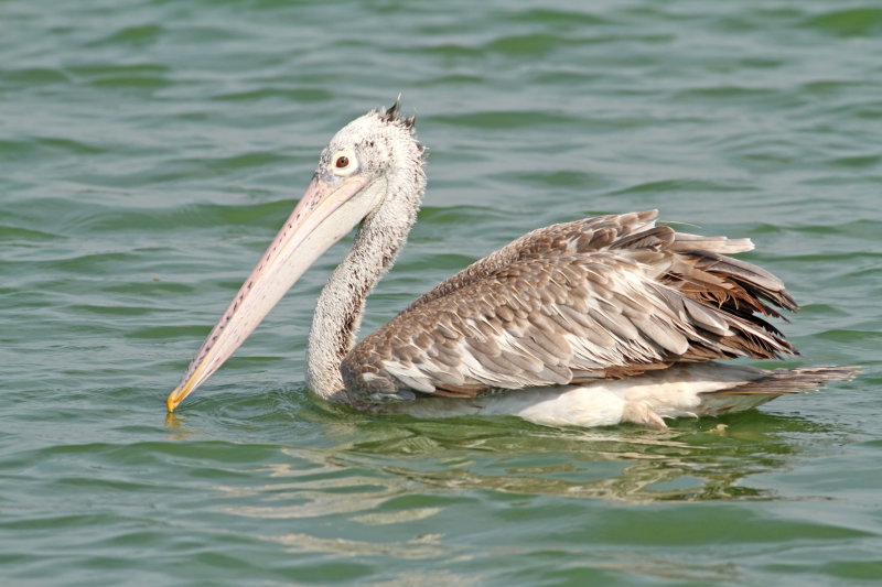 Spot-billed Pelican