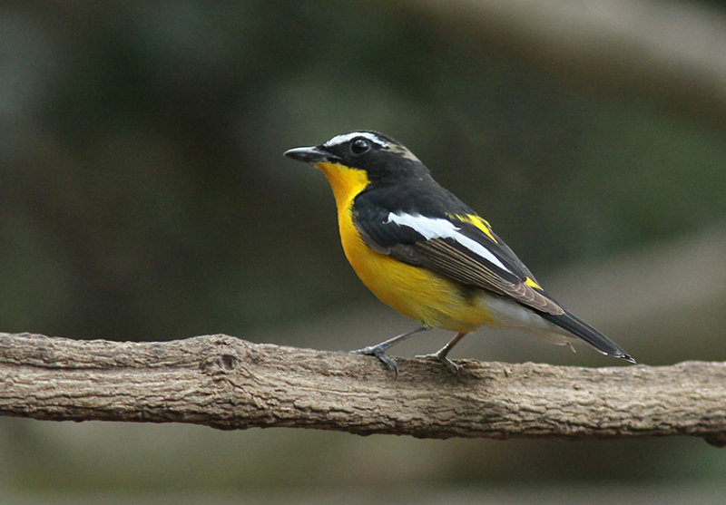 Yellow-rumped Flycatcher, male