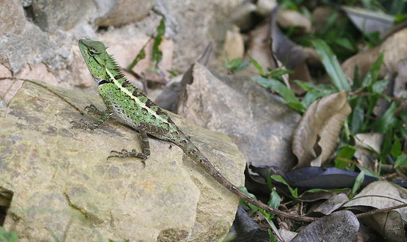 Forest Lizzard